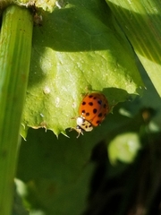 Harmonia axyridis