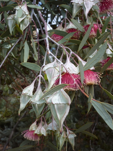 Eucalyptus alatissima