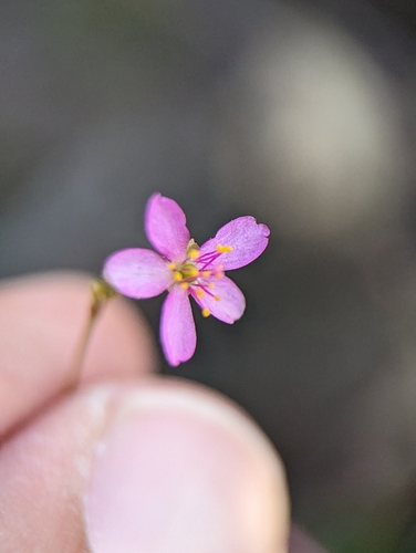 Talinum sonorae (Talinum sonorae)