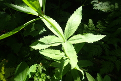 Hylotelephium verticillatum