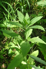 Hylotelephium verticillatum