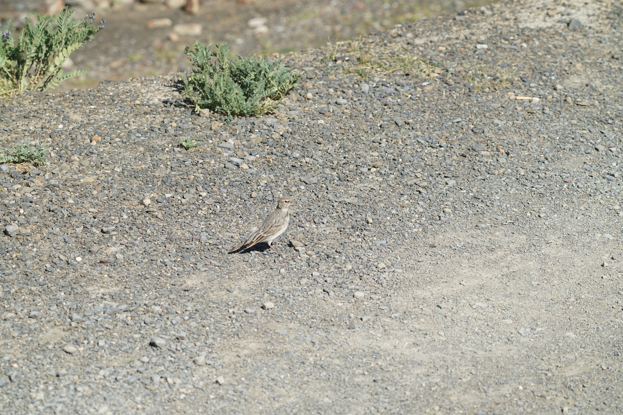 Hume's Short-toed Lark