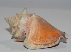 Strombus pugilis