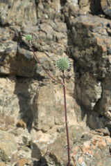 Echinops erinaceus