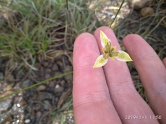 Moraea trifida