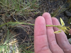 Moraea trifida
