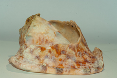 Cassis tuberosa