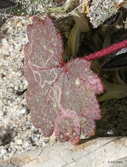 Liriomyza trifoliearum