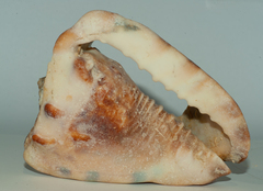 Cassis tuberosa