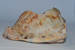 Cassis tuberosa