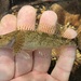 Coastrange Sculpin - Photo (c) prickly_sculpin, some rights reserved (CC BY-NC), uploaded by prickly_sculpin