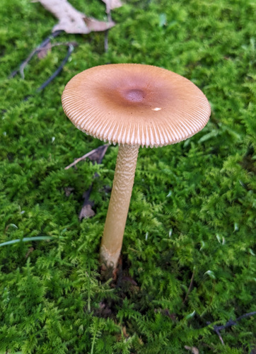 Amanita fulva
