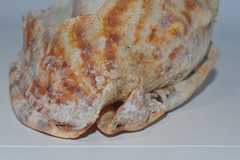 Cassis tuberosa