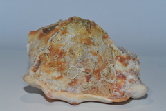 Cassis tuberosa