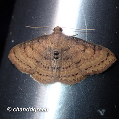 Homodes bracteigutta