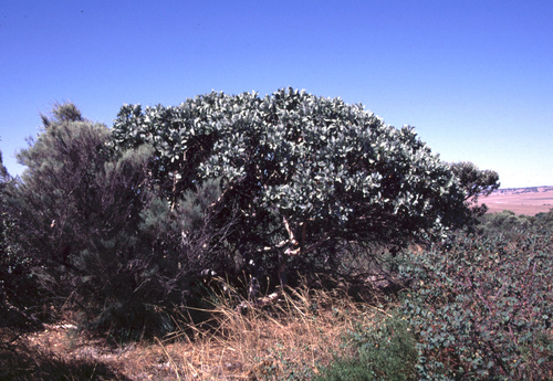 Eucalyptus carnabyi Blakely & H.Steedman