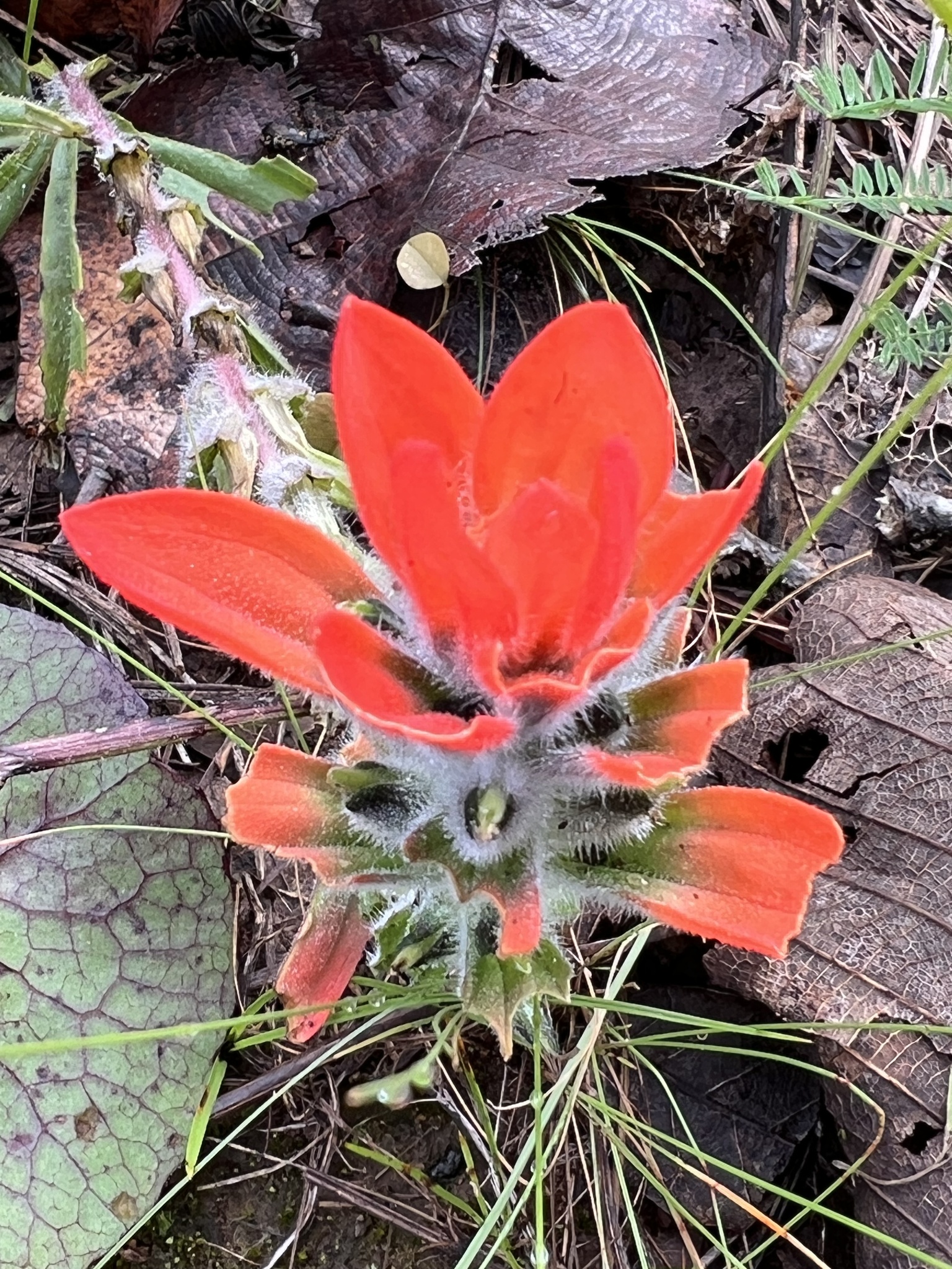 Castilleja nervata