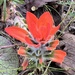 Castilleja nervata - Photo (c) eliamtzm, alguns direitos reservados (CC BY-NC)