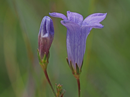 Wispy Capebell (Wahlenbergia capillata)