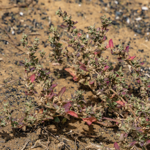 Atriplex suberecta observed 2023-09-21