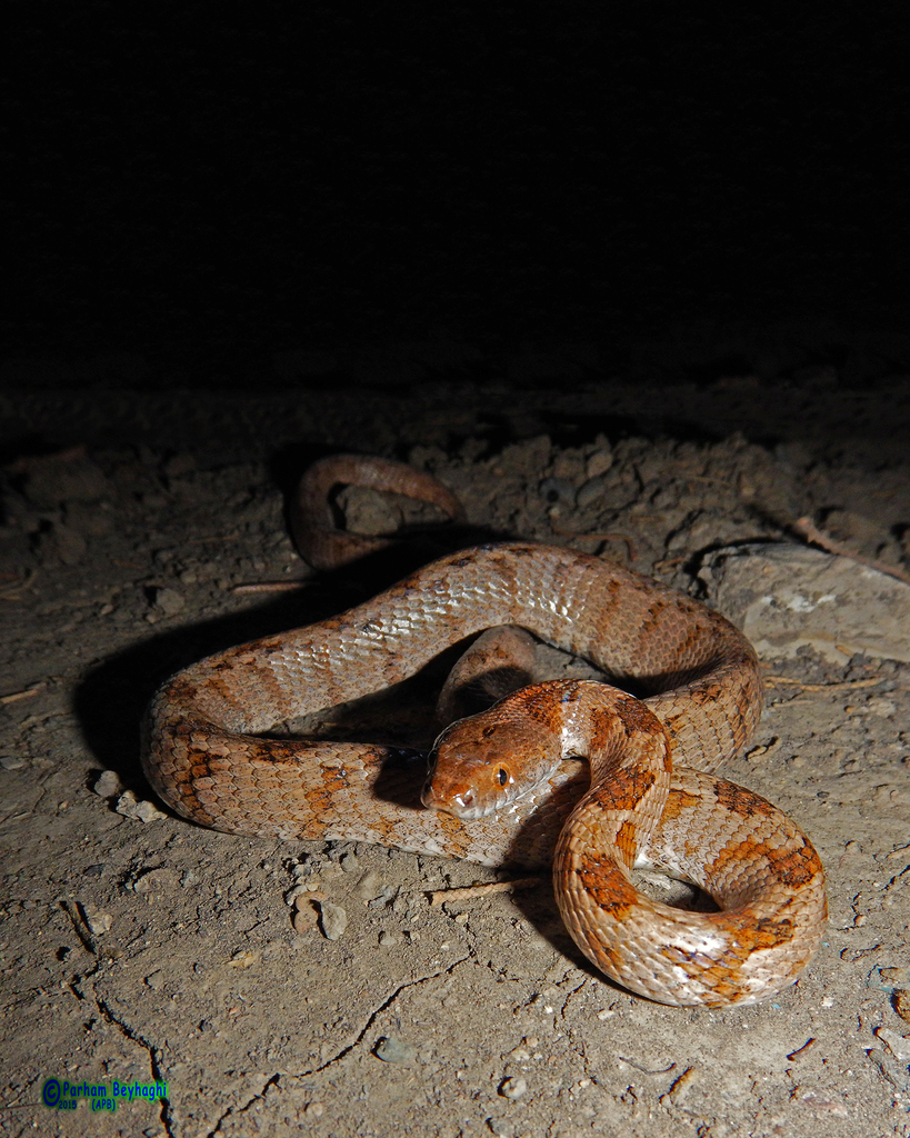 Soosan Tiger Snake