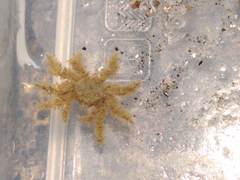 Neohymenicus pubescens