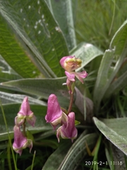 Disperis stenoplectron