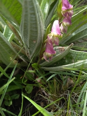 Disperis stenoplectron