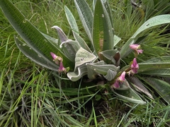 Disperis stenoplectron
