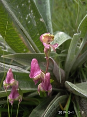 Disperis stenoplectron