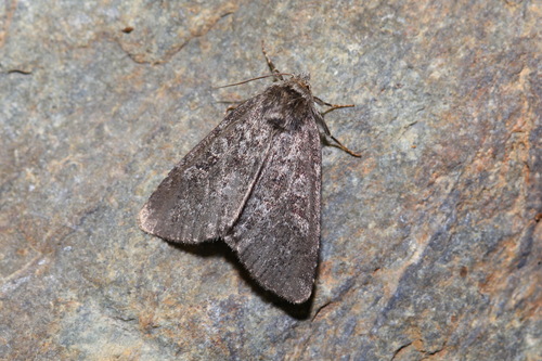 Xestia laetabilis