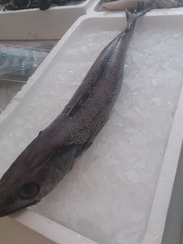 Senegalese hake (Merluccius senegalensis) — Merlucciidae
