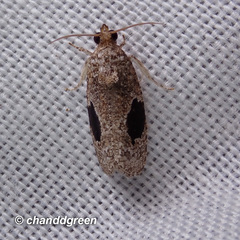 Ophiorrhabda mormopa