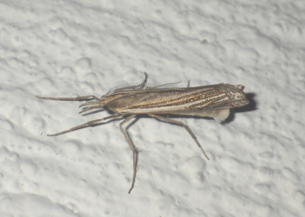 Ancylolomia disparalis