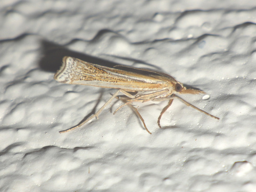 Ancylolomia pectinatella