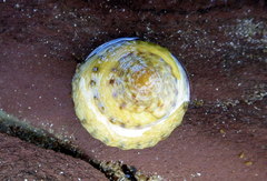 Bembicium vittatum