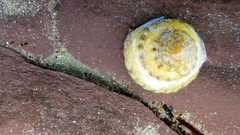 Bembicium vittatum