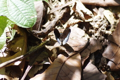 Lexias pardalis dirteana