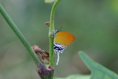 Eooxylides tharis distanti