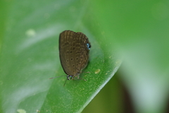 Arhopala major major