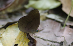 Faunis canens arcesilas