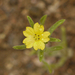 Lagophylla ramosissima - Photo (c) randomtruth, μερικά δικαιώματα διατηρούνται (CC BY-NC-SA)