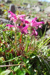 Pedicularis amoena