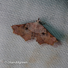 Prolophota trigonifera