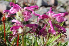 Pedicularis amoena