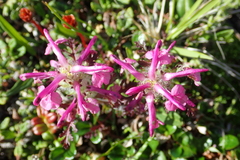 Pedicularis amoena