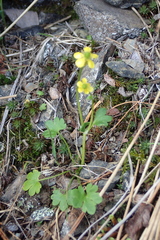 Ranunculus pygmaeus