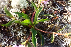 Claytonia acutifolia