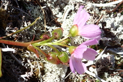 Claytonia acutifolia