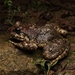 Giant Spiny Frog - Photo (c) Pintsen JIN, some rights reserved (CC BY-NC), uploaded by Pintsen JIN